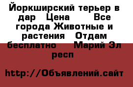 Йоркширский терьер в дар › Цена ­ 1 - Все города Животные и растения » Отдам бесплатно   . Марий Эл респ.